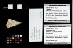 Foto (Objekt + Etikett) von Mundopsidae indet.  (NHMW-GEO-1990-0041-2732)